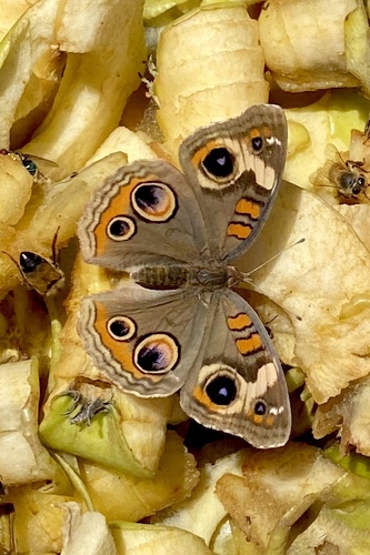 Common Buckeye