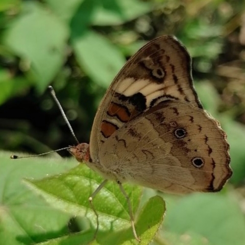 Common Buckeye