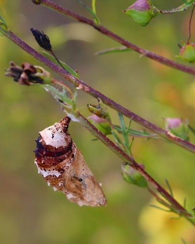 Common Buckeye