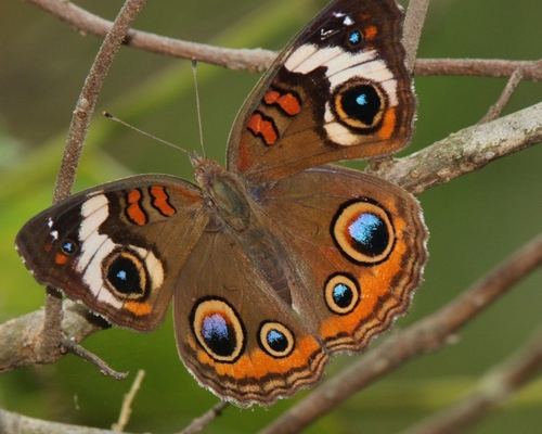 Common Buckeye