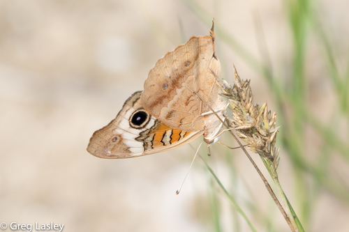 Common Buckeye