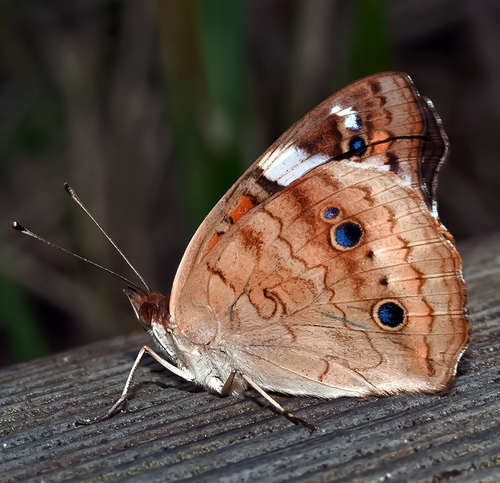 Common Buckeye