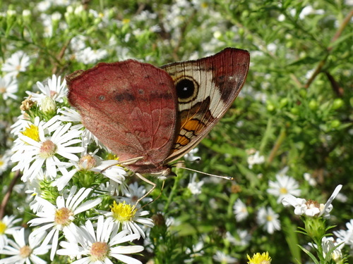 Common Buckeye