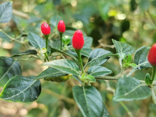 chili pepper