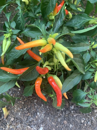 chili pepper