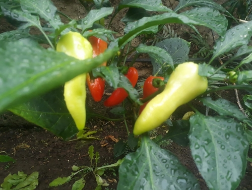 chili pepper