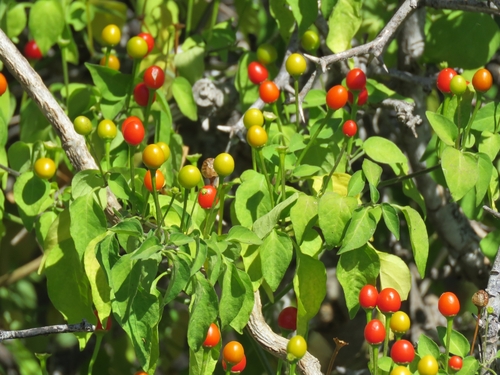 chili pepper