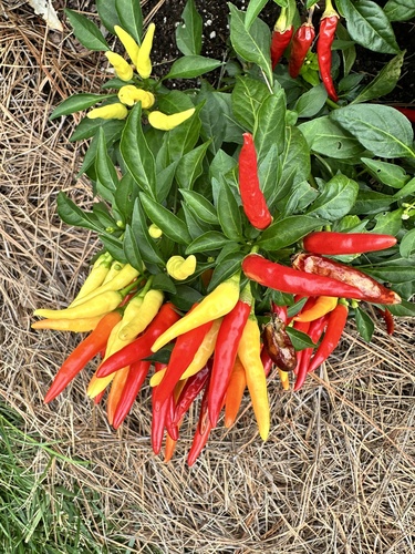 chili pepper