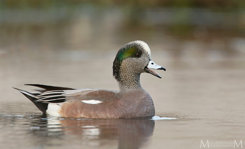 American Wigeon