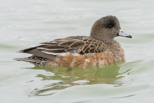 American Wigeon
