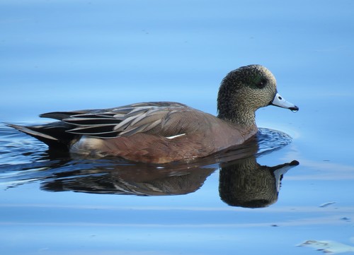 American Wigeon