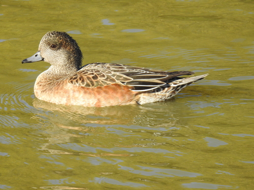 American Wigeon