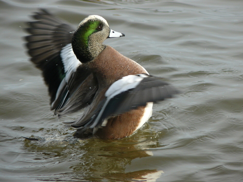 American Wigeon