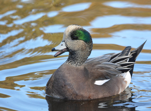 American Wigeon