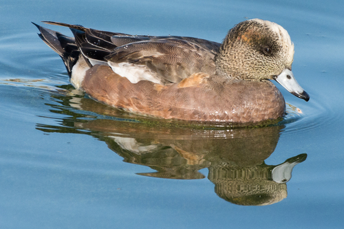 American Wigeon