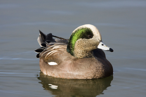 American Wigeon