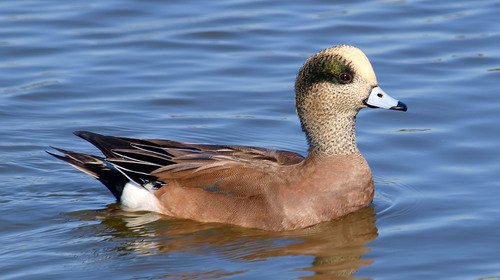 American Wigeon