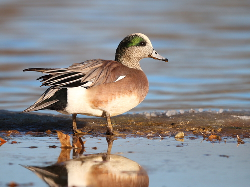 American Wigeon