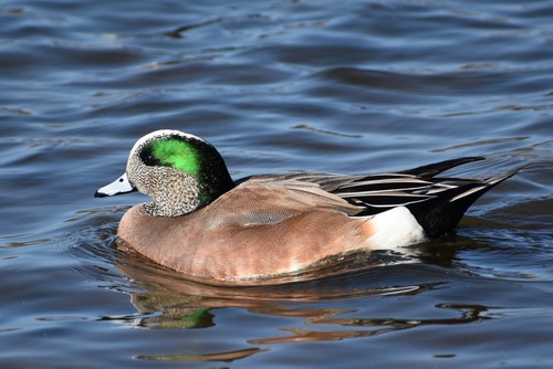 American Wigeon