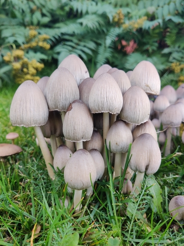 Common Ink Cap