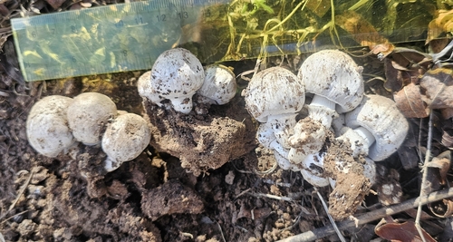 Common Ink Cap
