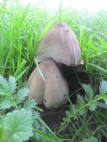 Common Ink Cap