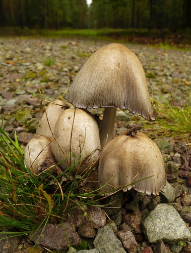 Common Ink Cap