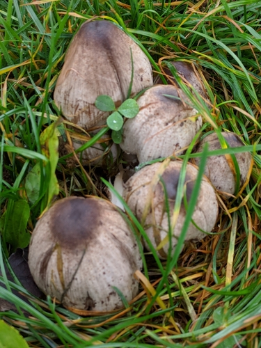 Common Ink Cap