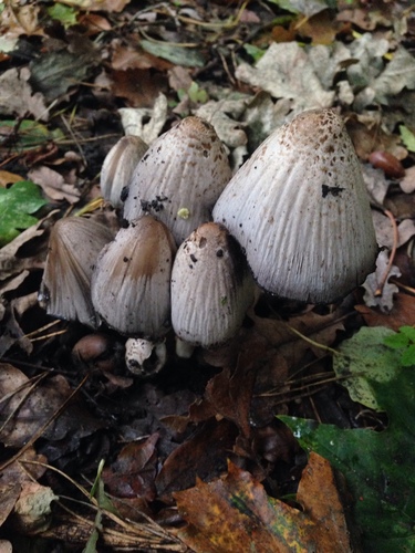 Common Ink Cap