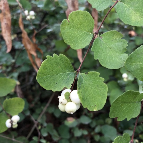 Common Snowberry