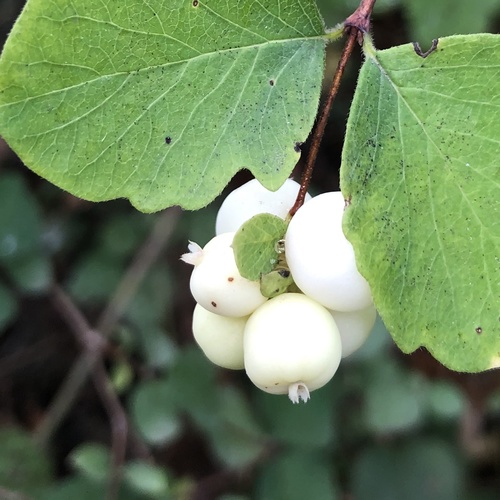 Common Snowberry