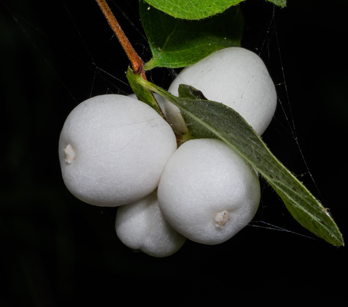 Common Snowberry