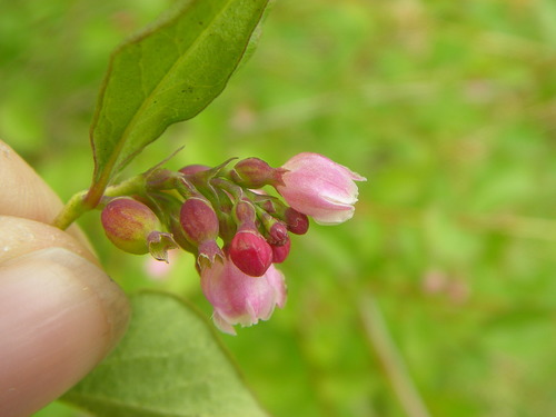 Common Snowberry