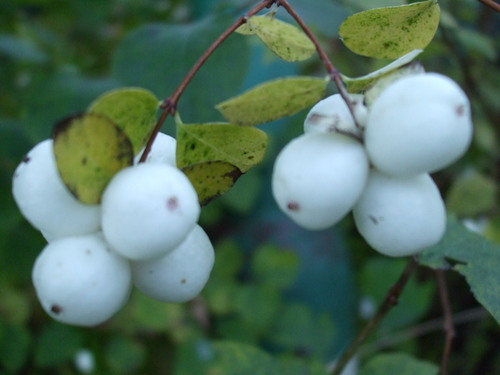 Common Snowberry