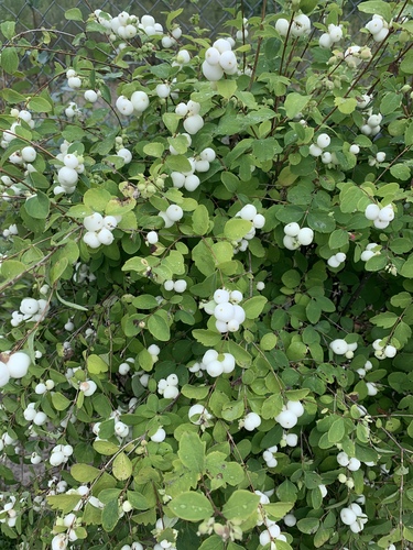 Common Snowberry