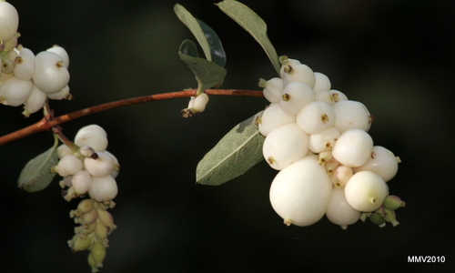 Common Snowberry