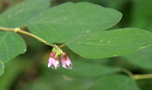 Common Snowberry
