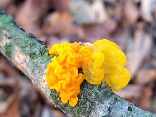 witch's butter