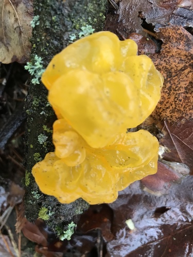 witch's butter