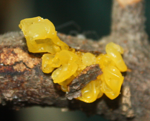 witch's butter