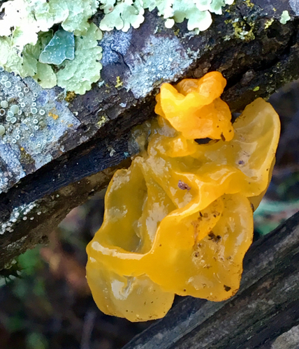 witch's butter