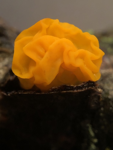 witch's butter