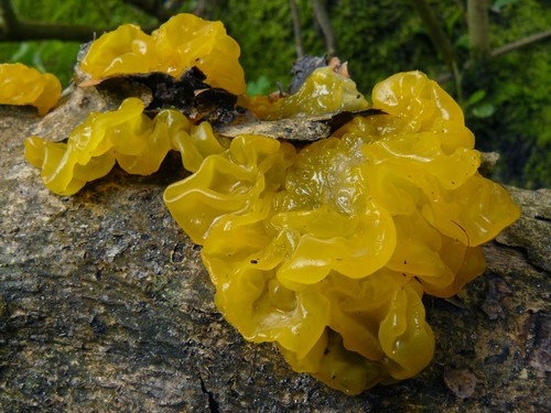 witch's butter
