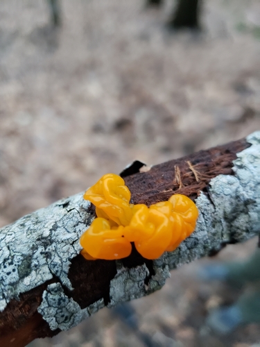 witch's butter
