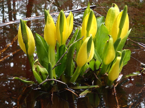 western skunk cabbage