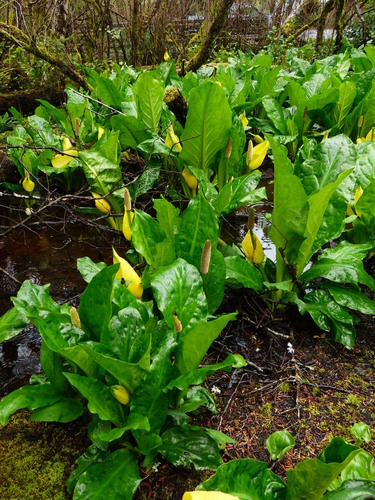 western skunk cabbage