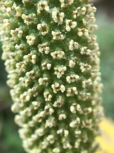 western skunk cabbage