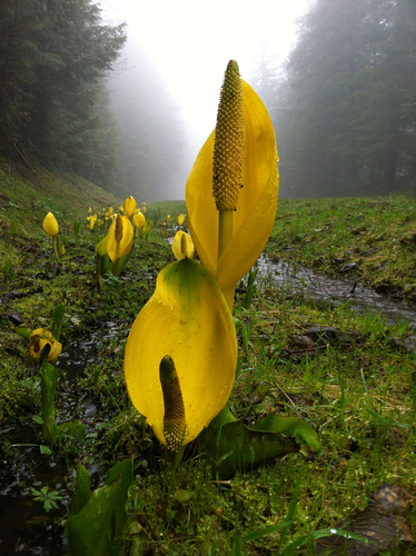 western skunk cabbage
