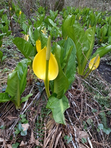 western skunk cabbage