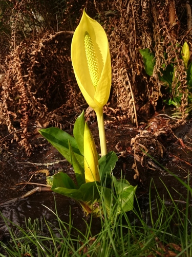 western skunk cabbage